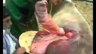 عملية ولادة قيصرية لبقرة