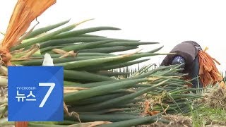 '코로나19' 여파로 대파 가격 폭락…밭 갈아 엎는 농민들