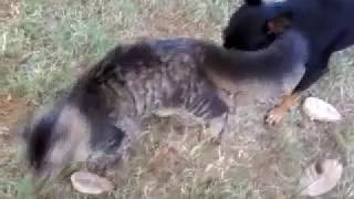 Quem não tem cão traça o gato.