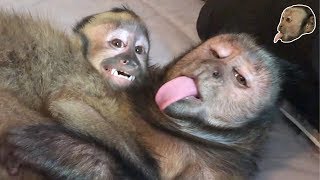 Sweet Monkeys LOVING & TALKING! (CUTE)