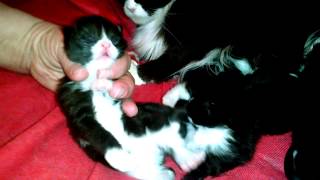 Мейн-кун мама-кошка кормит и вылизывает котят. The mother cat the Maine Coon is feeding the milk