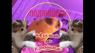 Попугай и котенок. Как волнистик реагирует на котенка. Чика и котенок Крошка ☺☺☺