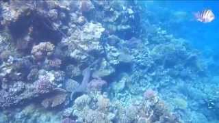 Пляж и рифы отеля Brayka Bay Reef