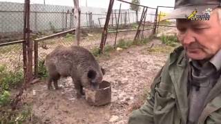 Охота с собакой, притравка охотничьих собак на кабана