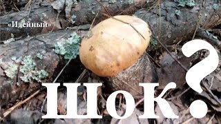 Грибы Киев и в Киевской области грибные места