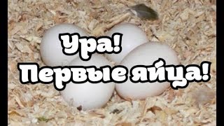 Новости канала 15.09.17. Лайма снесла яйцо! Когда новый питомец?