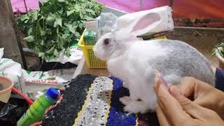 Làm gì khi thỏ mẹ không cho con bú?