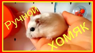 ❤️Как приручить джунгарского хомячка?к рукам?Чтобы хомяк☝️не кусался✔️ #Хомяки