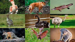 Як розмовляють тварини. Розвиваюче відео для дітей. Тварини Австралії. Голоса тварин.