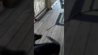 Sapphira the GSD learned a new trick!