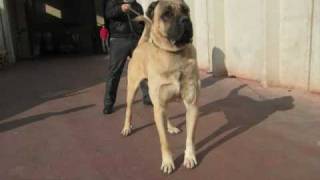 BIG DOG KANGAL