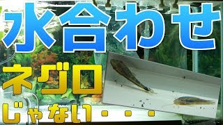 【水合わせ】グッピーにはじまり、いきなり終わった。病気のグッピー後編【ふぶきテトラ】