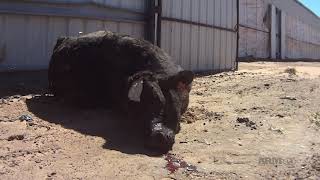 Organic Dairy Animal Abuse Revealed!