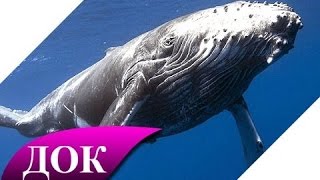 Серые киты глазами охотника. Документальный фильм Часть 2