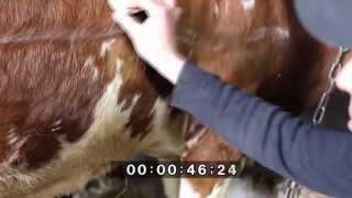Прокол книжки у коровы. Puncture omasum cow.