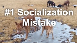 Are You Making the #1 Puppy Socialization Mistake? | Grisha Stewart (Has whistling, watch volume!)