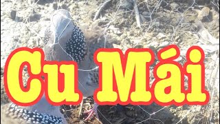 Tiếng cu gáy mái kích bổi cực hay cho anh em mới tập | Terkukur pikat| សំឡេងសត្វលលក| Merpati besar