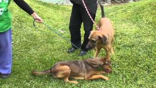 Tenencia Responsable de Animales de Compañía