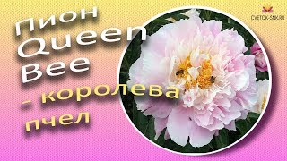 Пион Queen Bee - настоящая королева пчел / Сад Ворошиловой