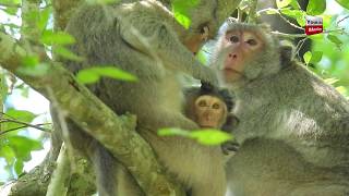 Elsa tries to help jnae cost mum feels so tired and scary now to forest-male monkey..