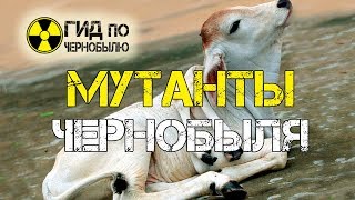 Мутанты Чернобыля - жуткое видео мутаций у животных в Припяти