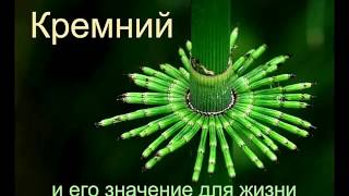 Крепкие кости! Кремний или кальций? Как восполнить недостаток кремния в организме