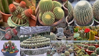 Indoor Cactus Garden Cactus Garden Ideas Cactus Plants in Pots Cactus Valley Cameron Highland