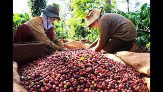 Cận cảnh máy hái cà phê tại lâm đồng mới nhất 2017.