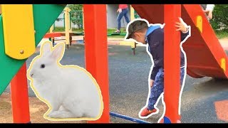 Володар и три кота играют в прятки с волшебным кроликом