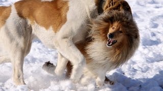 Самый ЖЕСТОКИЙ СОБАЧИЙ БОЙ в истории ютуба