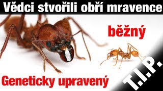 TIP#90 Kolik váží naše Galaxie?Na Havaji doslova prší drahé kameny, Konec svobodného internetu v USA