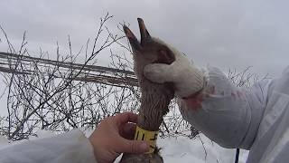 Охота на гуся. Goose hunting. Весенняя охота.