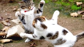 ЛУЧШИЕ ПРИКОЛЫ #296