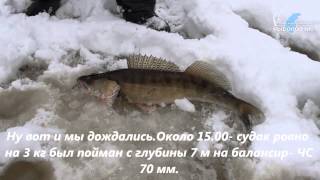Ветлуга, Михаленино. Судак на балансир.