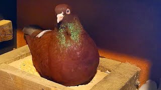 Это помогает поддерживать здоровье голубям/It helps keep pigeons healthy