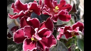 ФИАЛКИ (СЕНПОЛИИ) советы НАЧИНАЮЩИМ. Мои СЕКРЕТЫ выращивания!