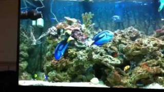 Marine aquarium Juwel Rio 300