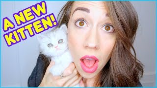 MEET MY NEW KITTEN!