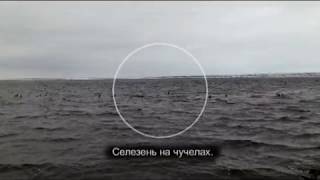 Весенняя охота на Камчатке.