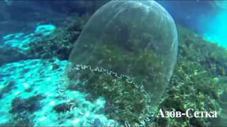 Кастинговая сеть-парашют под водой (подводная съемка)