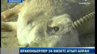 Мүйізі үшін түз тағыларын қырып тастаған