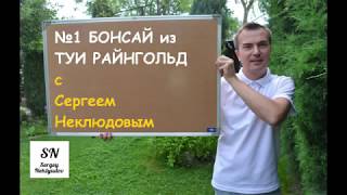 1. Ниваки (садовый бонсай) из туи Райнгольд. Советы от Сергея Неклюдова