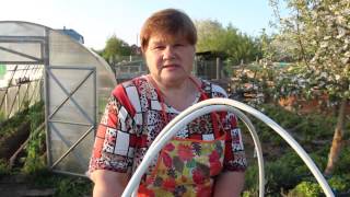 Посадка огурцов в бочку. Тонкости ухода.