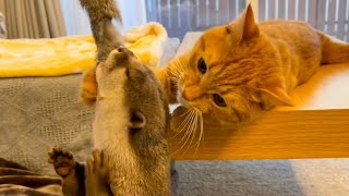 カワウソさくら カワウソと猫と遊んでたら途中から猫がカワウソで遊び始めた Play with otter and cat at once