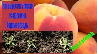 Первые всходы персика. Сад и огород выпуск 154