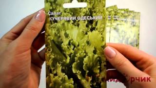 Семена Салата  Кучерявец Одесский - Помидорчик