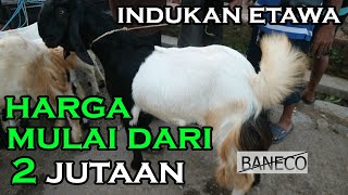 Murah Meriah Harga Kambing 2 Jutaan Sudah Dapat Indukan Etawa Di Pasar Wage Panggul Trenggalek