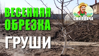 Как правильно обрезать грушу / Обрезка груши весной