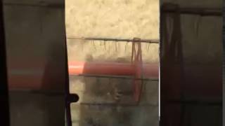 Урожай рапса - семена сорта Маршал - видео 1