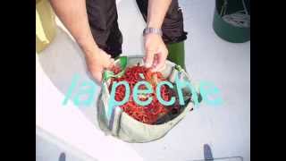 Looking for red coral, La recherche du corail rouge, En busca del coral rojo